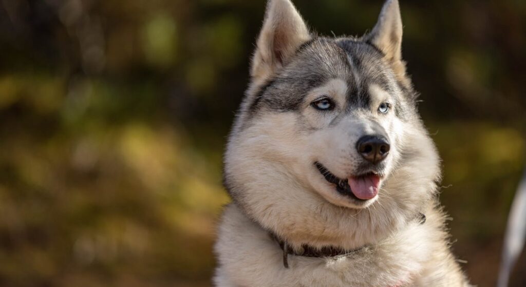 Husky sibérien gris-blanc aux yeux bleus, race nordique emblématique des chiens à allure loup-like