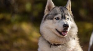 Husky sibérien gris-blanc aux yeux bleus, race nordique emblématique des chiens à allure loup-like