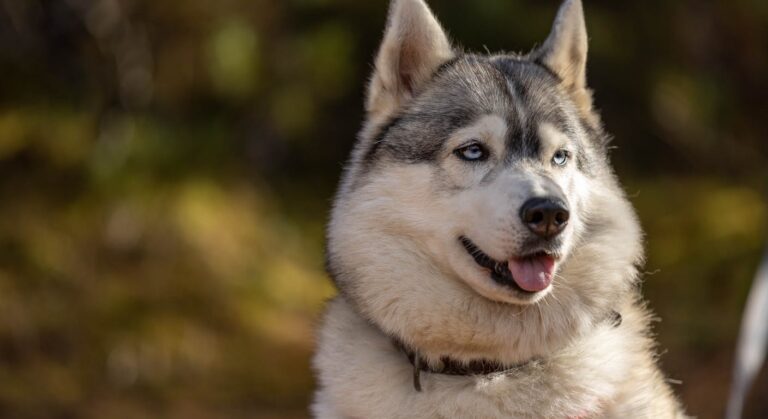 Husky sibérien gris-blanc aux yeux bleus, race nordique emblématique des chiens à allure loup-like