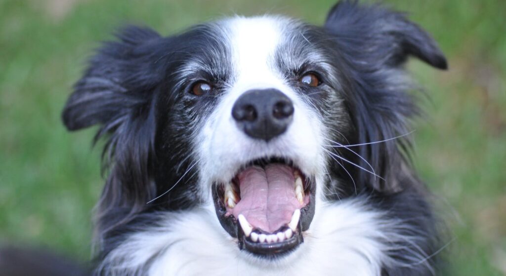 Border collie au pelage noir et blanc, race moyenne 14-20 kg parmi les plus actives et intelligentes