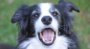 Border collie au pelage noir et blanc, race moyenne 14-20 kg parmi les plus actives et intelligentes