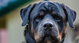 Rottweiler à robe noire et feu, race molossoïde allemande emblématique des chiens noirs
