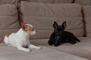 12 races de petits chiens populaires en France : caractère, taille, mode de vie