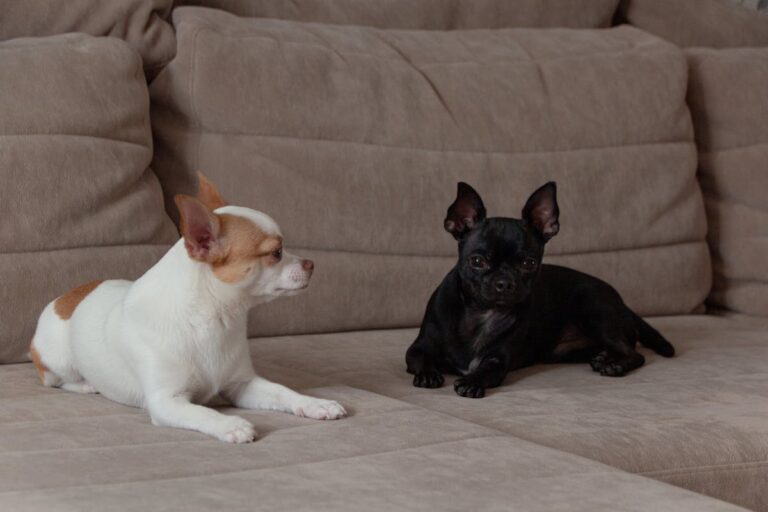12 races de petits chiens populaires en France : caractère, taille, mode de vie