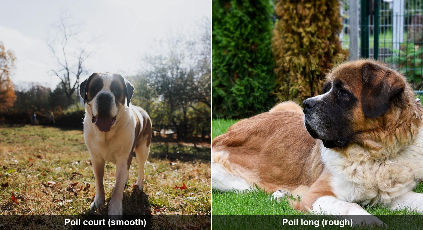 Comparaison des deux variétés du saint-bernard FCI : à gauche un saint-bernard poil court (smooth coat) avec pelage sleek, à droite un saint-bernard poil long (rough coat) avec collerette flottante et fourrure longue