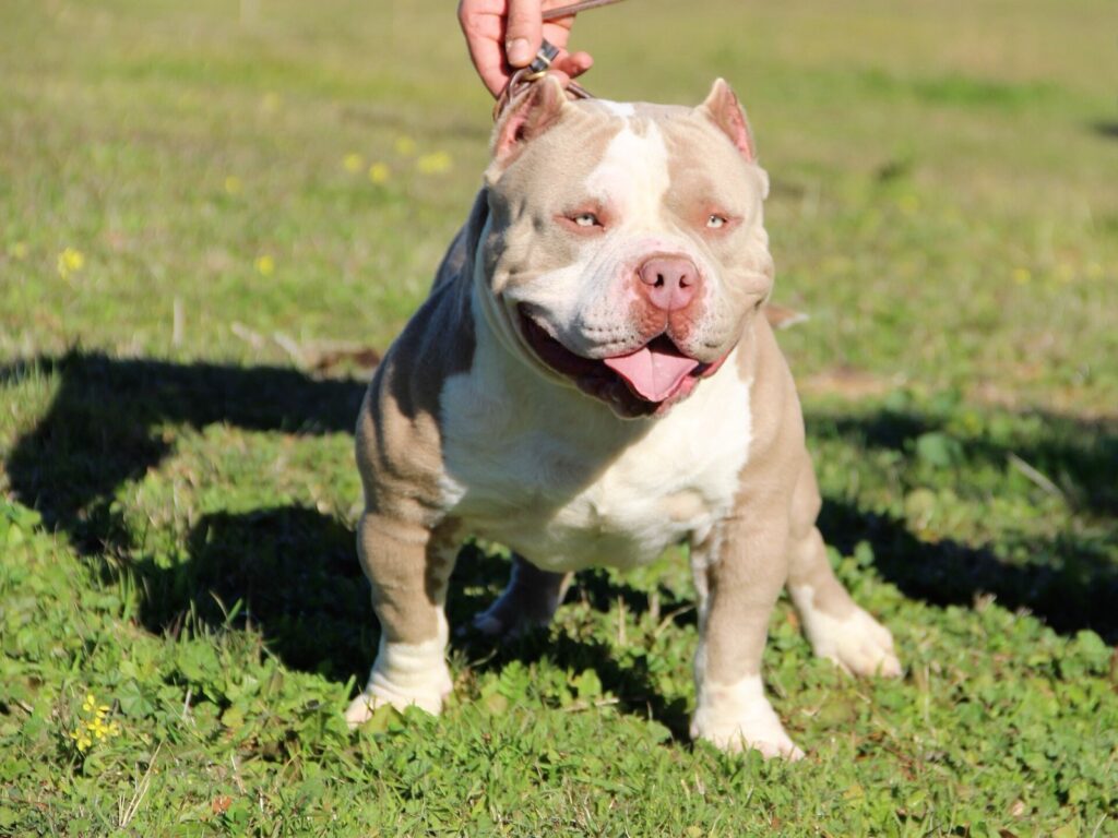 American bully adulte debout dans l'herbe, chien musclé au poitrail large, expression détendue