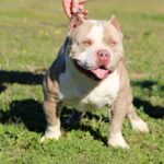 American bully adulte debout dans l'herbe, chien musclé au poitrail large, expression détendue