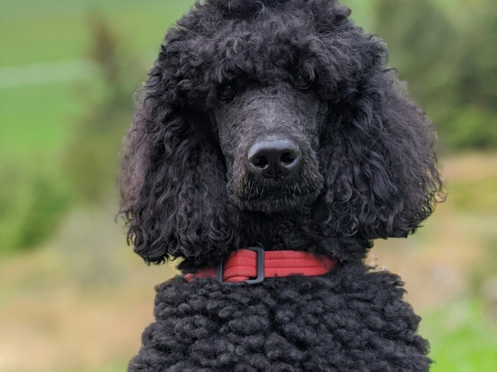 Caniche noir standard au poil bouclé naturel, portrait en extérieur illustrant l'élégance de la race