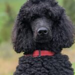 Caniche noir standard au poil bouclé naturel, portrait en extérieur illustrant l'élégance de la race