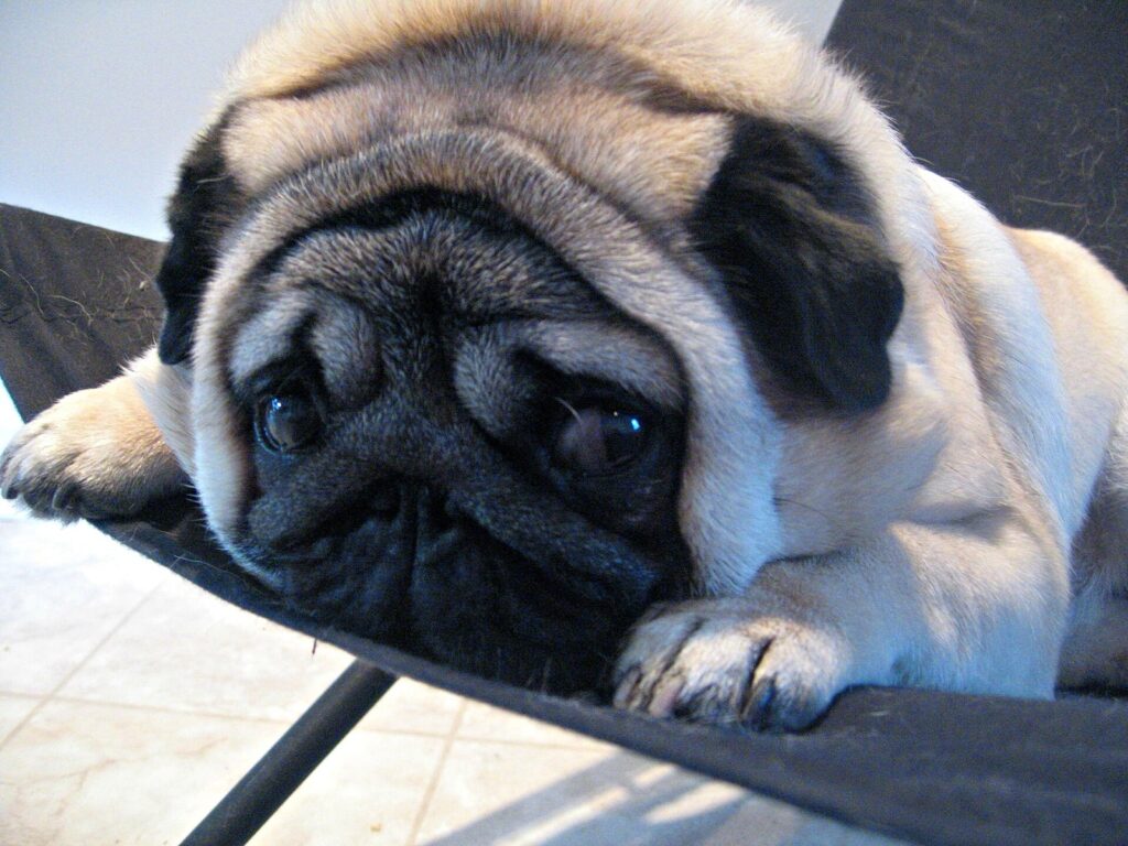 Carlin (pug) couché, robe fauve et masque noir, museau plissé caractéristique de la race