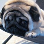 Carlin (pug) couché, robe fauve et masque noir, museau plissé caractéristique de la race