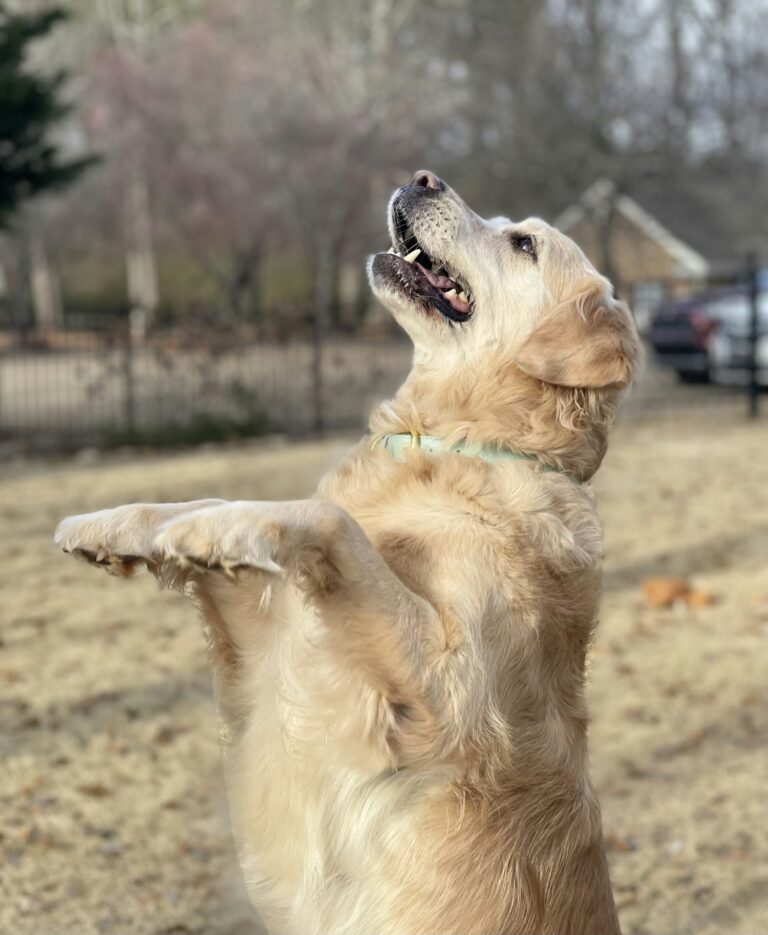 Chien dressé sur ses pattes arrière, pattes tendues vers l'avant, illustrant le saut d'accueil enthousiaste sur une personne
