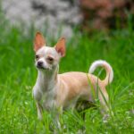 Chihuahua fauve adulte debout dans l'herbe, oreilles dressées et posture assurée illustrant le fort caractère de la race