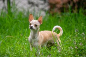 Chihuahua fauve adulte debout dans l'herbe, oreilles dressées et posture assurée illustrant le fort caractère de la race