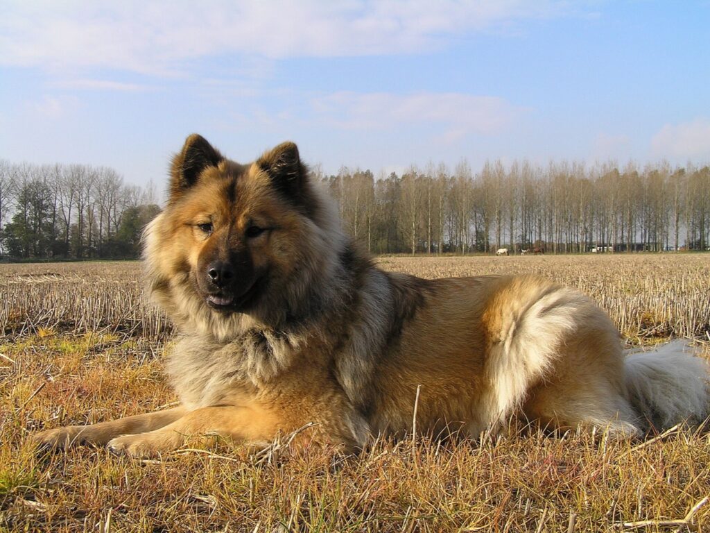 Eurasier couché dans un champ, robe fauve au masque foncé et poil dense de type spitz