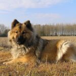 Eurasier couché dans un champ, robe fauve au masque foncé et poil dense de type spitz