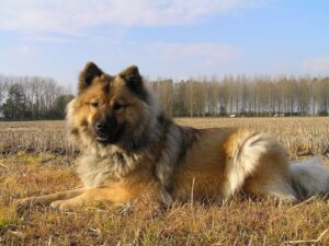 Eurasier couché dans un champ, robe fauve au masque foncé et poil dense de type spitz
