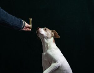 Chien assis et attentif recevant une friandise de la main de son maître, illustrant la récompense qui suit le marqueur en éducation positive