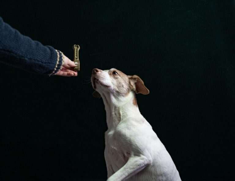 Chien assis et attentif recevant une friandise de la main de son maître, illustrant la récompense qui suit le marqueur en éducation positive