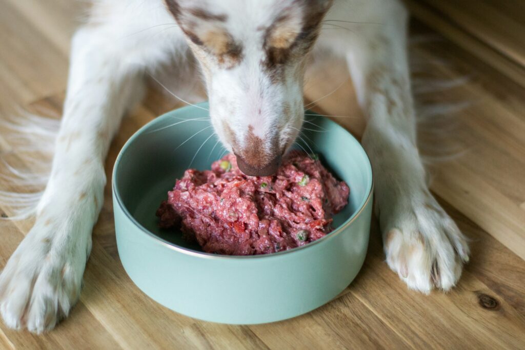Chien mangeant une ration de viande crue hachée (BARF) dans sa gamelle