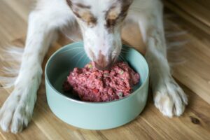 Chien mangeant une ration de viande crue hachée (BARF) dans sa gamelle