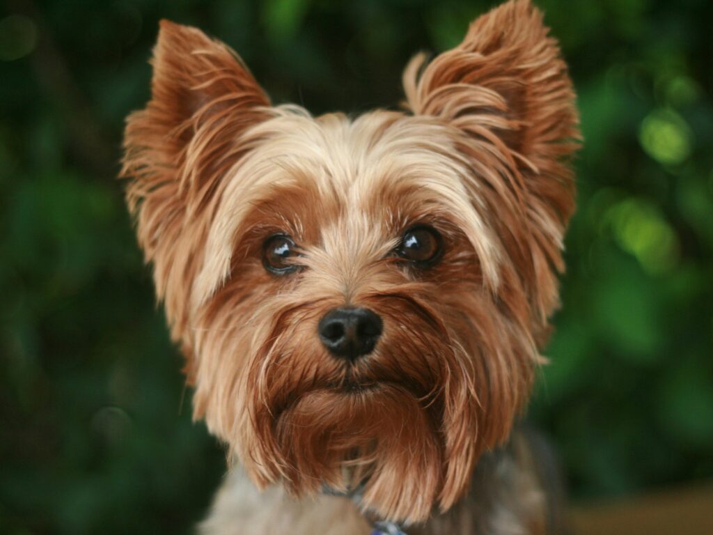 Yorkshire terrier adulte au poil long et soyeux, portrait en extérieur illustrant l'élégance de la race