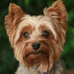 Yorkshire terrier adulte au poil long et soyeux, portrait en extérieur illustrant l'élégance de la race