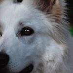 Berger blanc suisse, portrait