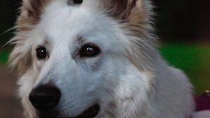 Berger blanc suisse, portrait