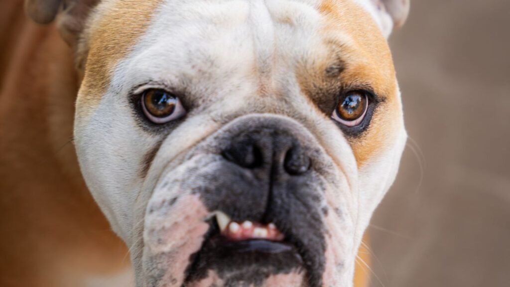 Bouledogue anglais assis, portrait