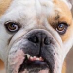 Bouledogue anglais assis, portrait