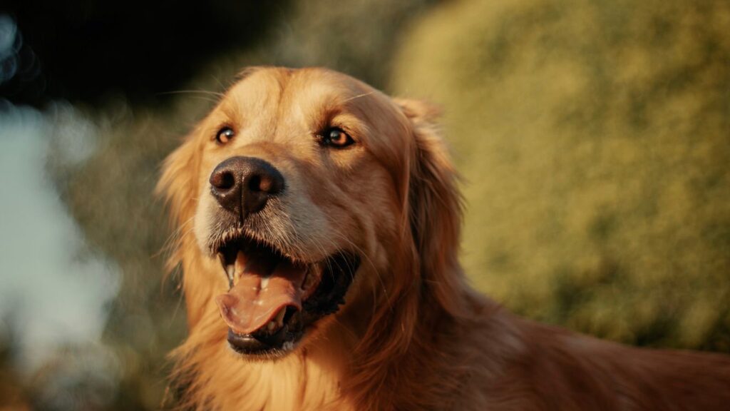 Chien golden retriever haletant, langue sortie, sous une lumière chaude d'été