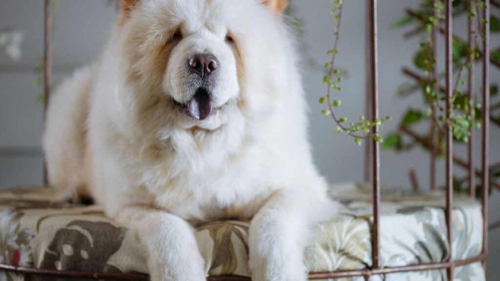 Chow chow crème au poil dense, allure de petit lion, langue bleutée