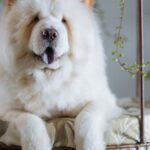 Chow chow crème au poil dense, allure de petit lion, langue bleutée