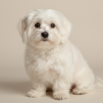 Coton de Tuléar, petit chien blanc au poil cotonneux, assis