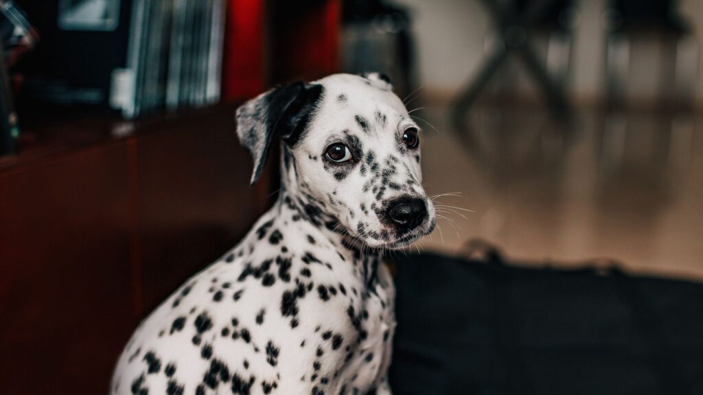 Dalmatien à taches noires assis, de face, robe blanche mouchetée