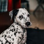 Dalmatien à taches noires assis, de face, robe blanche mouchetée
