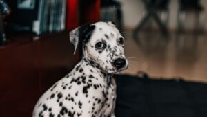 Dalmatien à taches noires assis, de face, robe blanche mouchetée