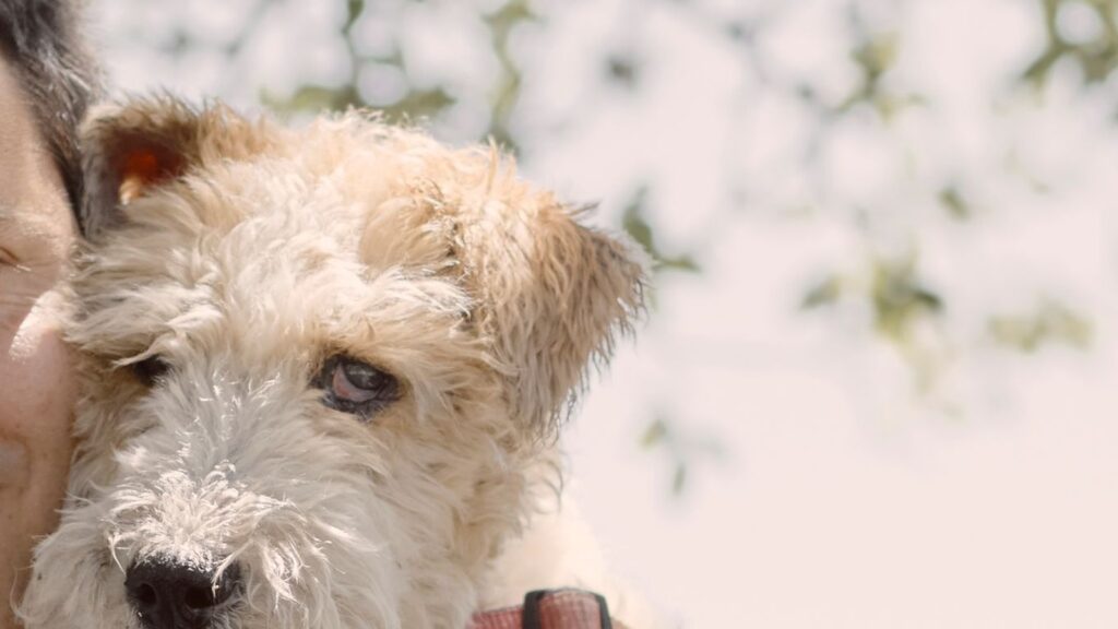 Fox terrier à poil dur de profil, robe blanche à marques fauves sur la tête