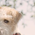 Fox terrier à poil dur de profil, robe blanche à marques fauves sur la tête