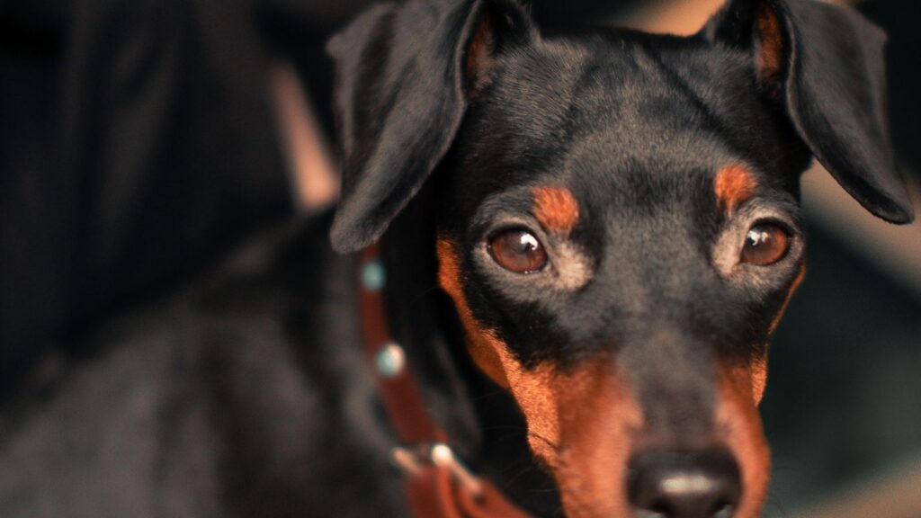 Pinscher nain noir et feu, portrait