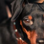 Pinscher nain noir et feu, portrait