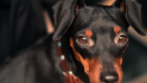 Pinscher nain noir et feu, portrait