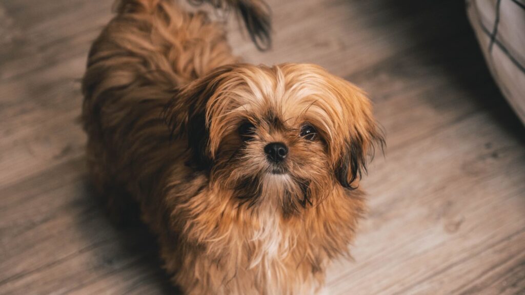 Shih tzu au poil long fauve, sur un parquet, regardant l'objectif