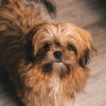 Shih tzu au poil long fauve, sur un parquet, regardant l'objectif